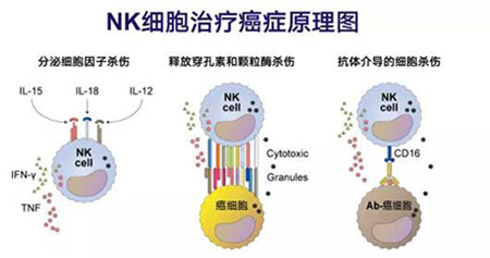 NK细胞——你的免疫系统中的先锋队-5-1.jpg