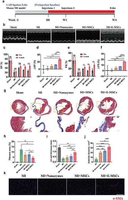 最新刊物报道：抗氧化纳米酶工程化干细胞用于体内示踪及协同治疗心梗-4-1.jpg